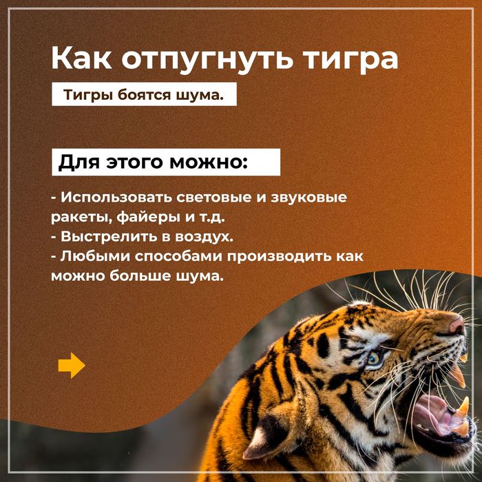 что делать при встрече с тигром. Смотреть фото что делать при встрече с тигром. Смотреть картинку что делать при встрече с тигром. Картинка про что делать при встрече с тигром. Фото что делать при встрече с тигром