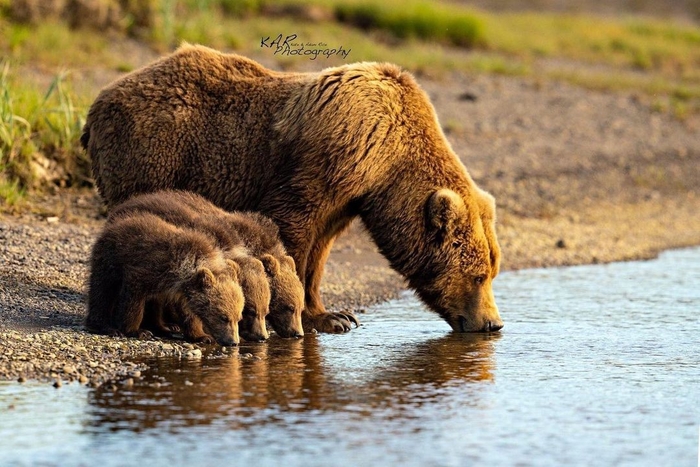 Дружная семья