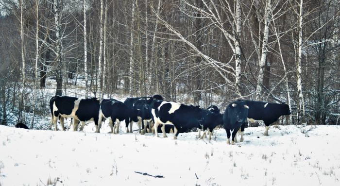 В Чернобыльском заповеднике обнаружили большое стадо диких коров Украина, Чернобыль, Дикие животные, Корова, Длиннопост