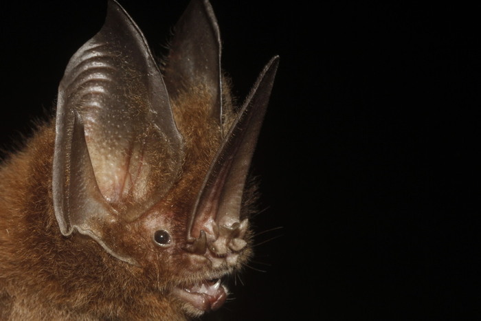 Camazotz #4  , , , , , , 