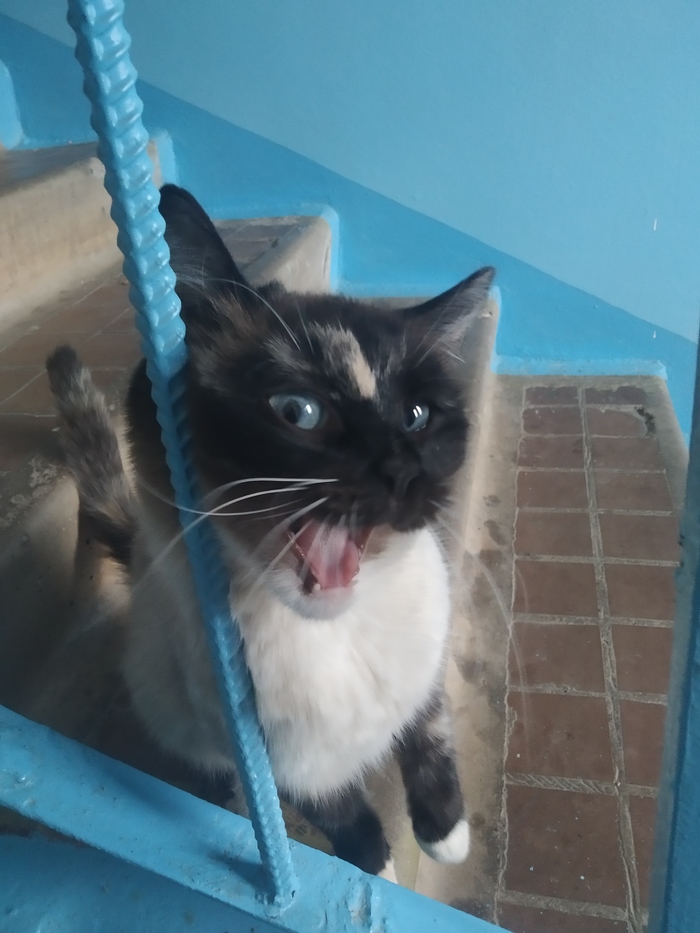 Котик