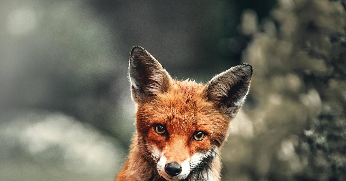First fox. Лиса. Крутой Лис. Лиса обои. Бешеные лисы.