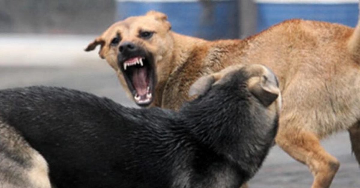 Собака рычит. Собака нападает на хозяина. Собака нападает на хозяина. Злая собака. Собака нападает на хозяина.