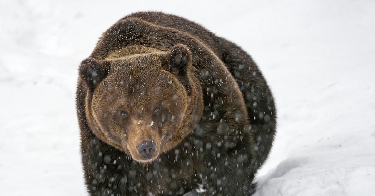 Медведь в сугробе. Висимский заповедник бурый медведь. Бурый медведь зимой. Бурый медведь шатун. Медведь зимой.