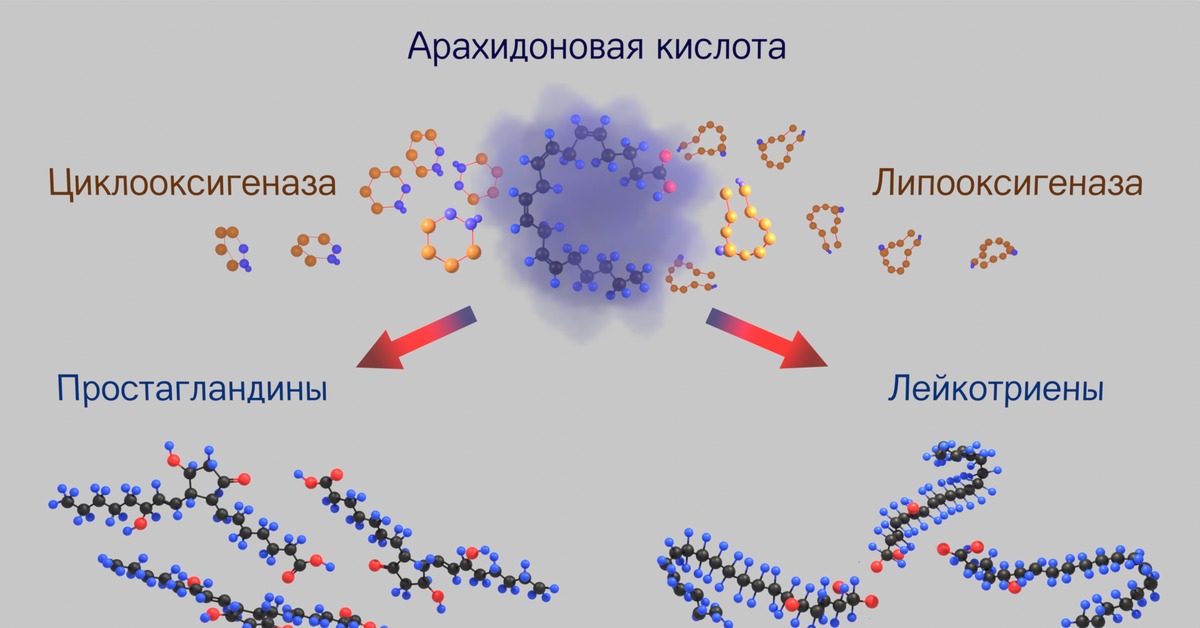 Простагландины и лейкотриены схема синтеза и их биологические функции