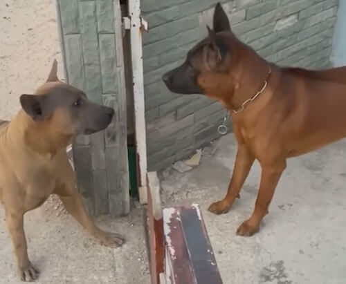 Собаки ненавидят друг друга только через забор | Пикабу