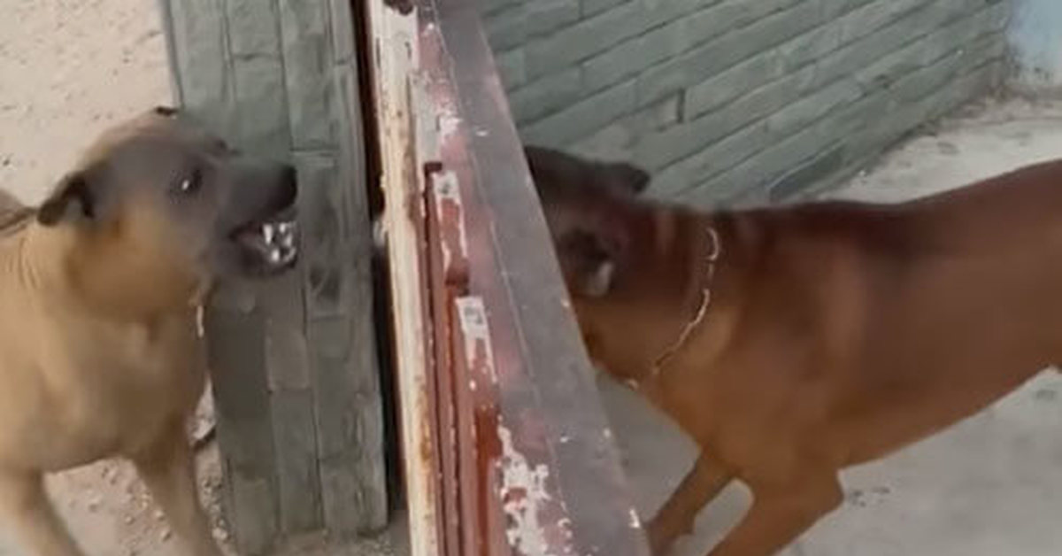 Собака гавкает видео. Собаки гавкают через забор. Лающие собаки за забором. Собаки лают друг на друга через забор. Две собаки лают.