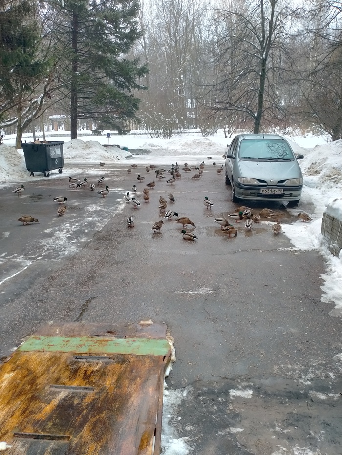 Уткопокалепсис