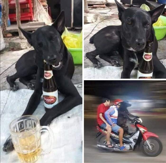 Трезвый водитель