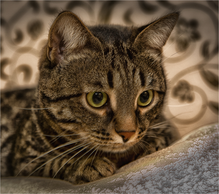    , , Canon 5D