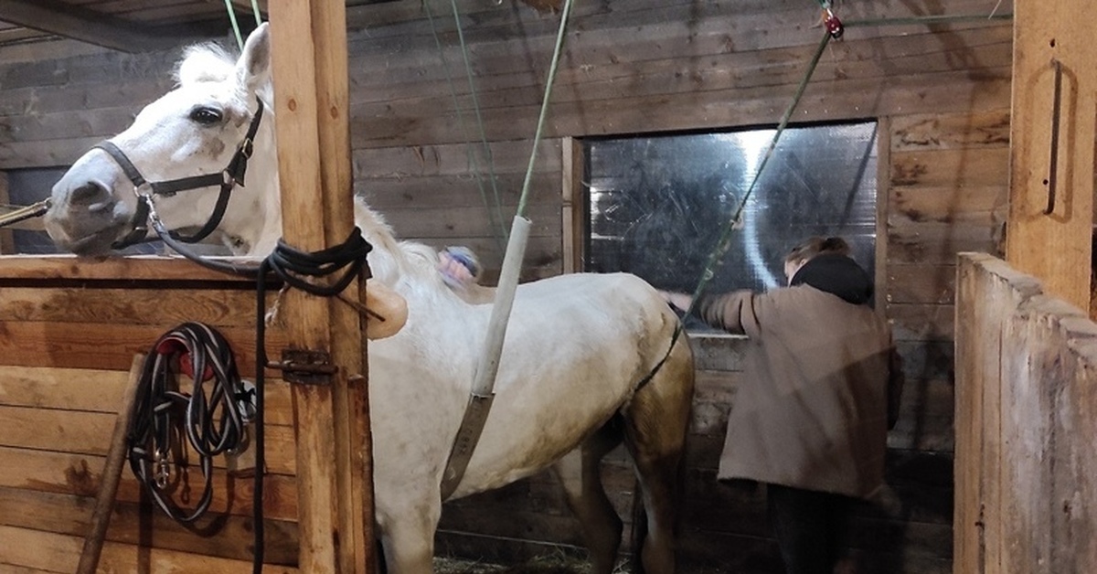 Лошади 20 лет. Работники конюшни. Конюшни в Ленобласти. Волонтёр на конюшне. Игрушки для лошадей в денник.