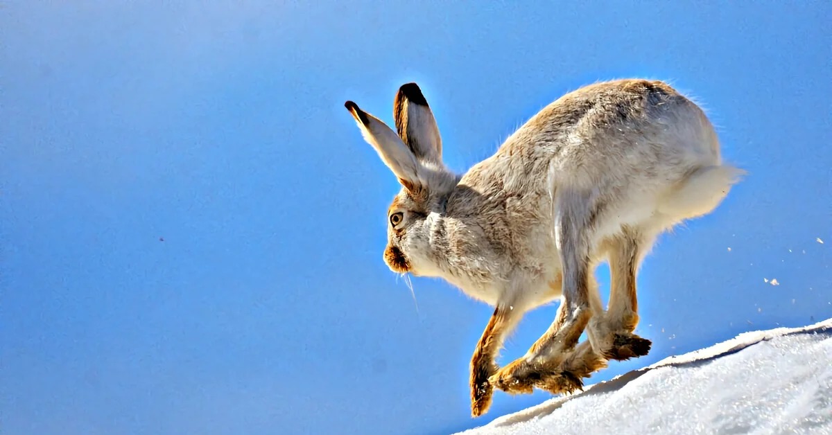 Зайчик убегает. Белохвостый кролик. Лапы зайца. Заяц зимой. Заяц фото.