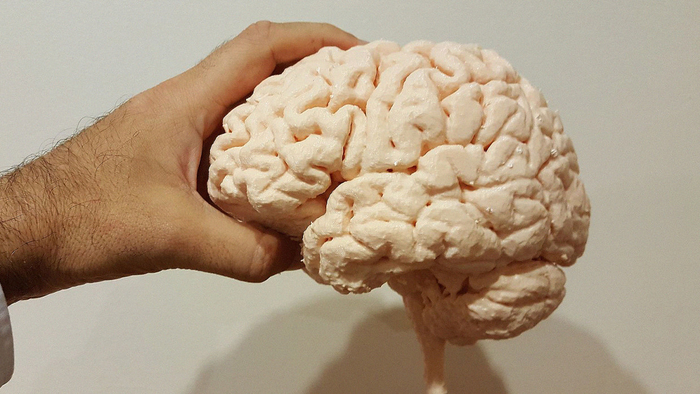 У рисковых людей меньше серого вещества