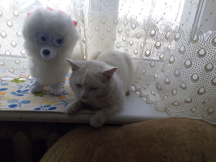 Подарок для Котэ