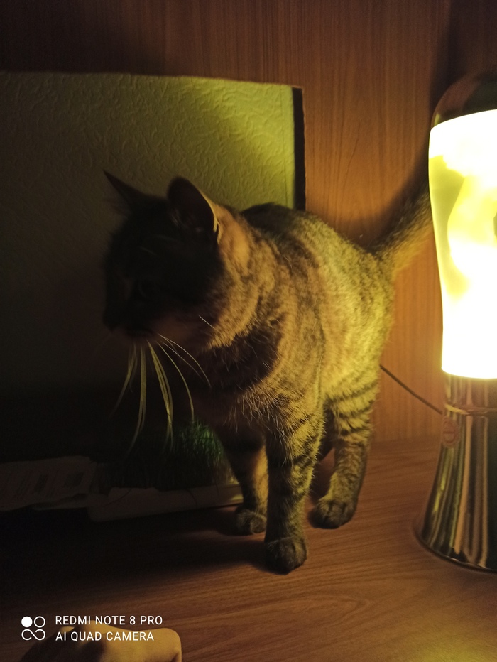 Попытка сделать лампового кота #1