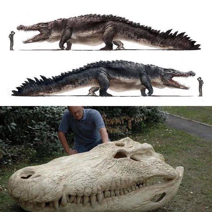 Пурусзавр — гигантский кайман прошлого Крокодил, Палеонтология