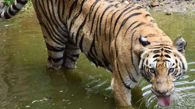 Тигр напал на работника зоопарка в Кишиневе во время кормления