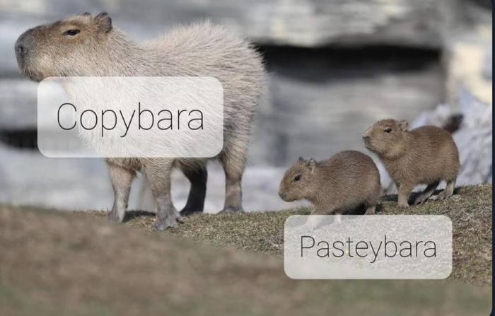 Копировать/вставить
