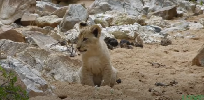 Ответ на пост «Нелегкое счастье пумы-мамы»