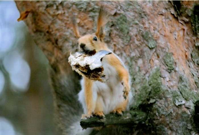 как мы спасли белку. Смотреть фото как мы спасли белку. Смотреть картинку как мы спасли белку. Картинка про как мы спасли белку. Фото как мы спасли белку как мы спасли белку. Смотреть фото как мы спасли белку. Смотреть картинку как мы спасли белку. Картинка про как мы спасли белку. Фото как мы спасли белку