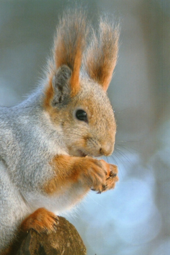 как мы спасли белку. Смотреть фото как мы спасли белку. Смотреть картинку как мы спасли белку. Картинка про как мы спасли белку. Фото как мы спасли белку как мы спасли белку. Смотреть фото как мы спасли белку. Смотреть картинку как мы спасли белку. Картинка про как мы спасли белку. Фото как мы спасли белку