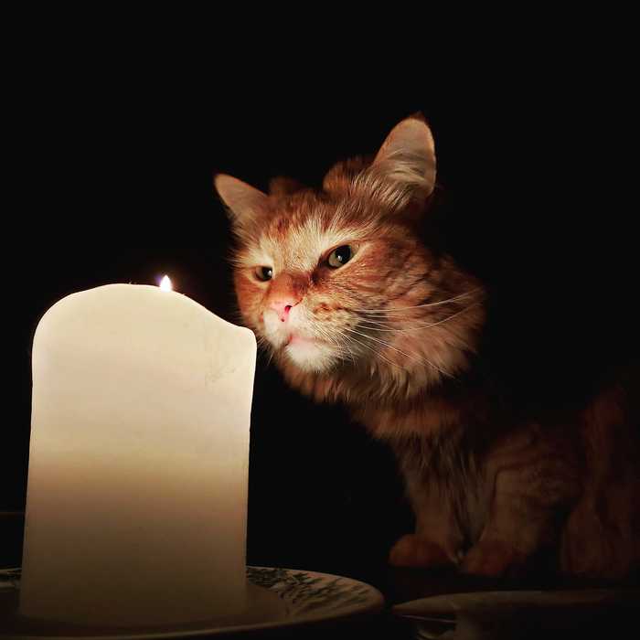 Вечерний кот