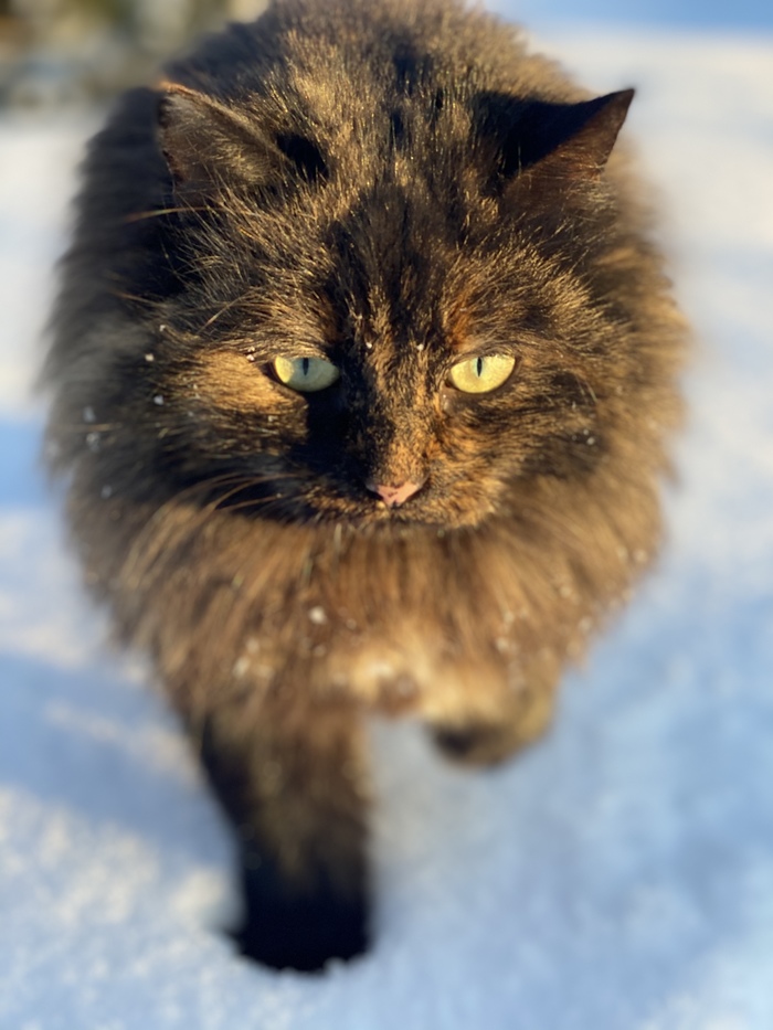 ���� �����