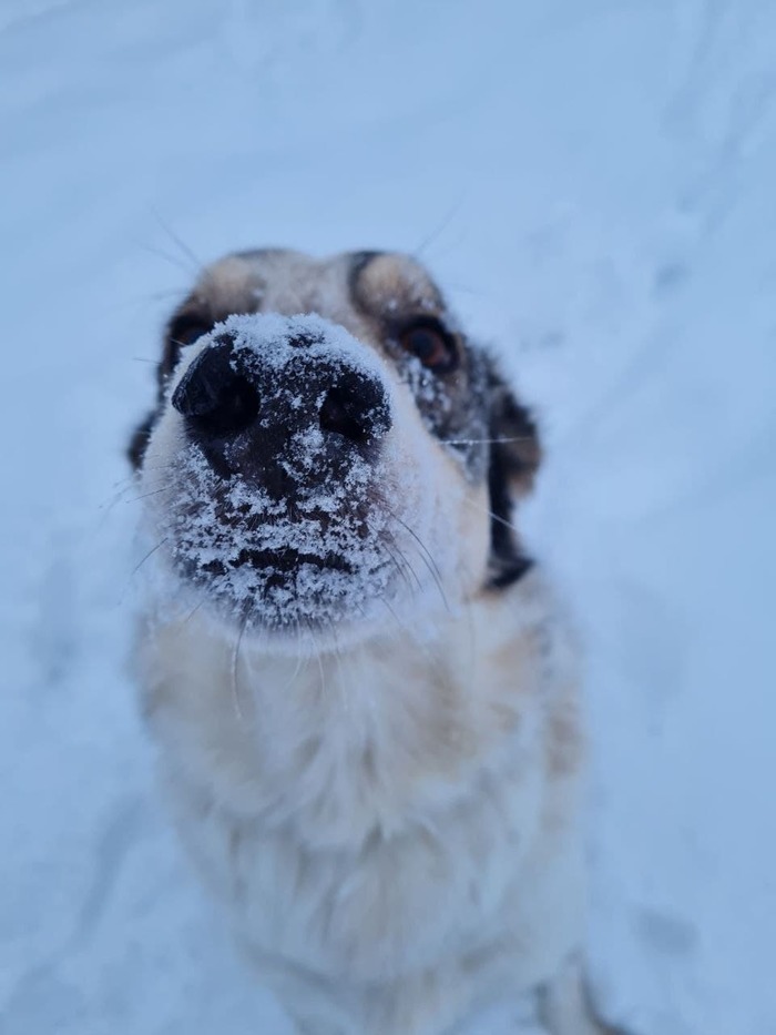 Снегопад на носу