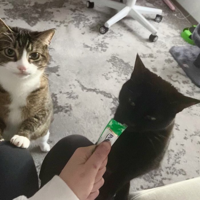 Хватит, теперь моя очередь Кот, Хватит