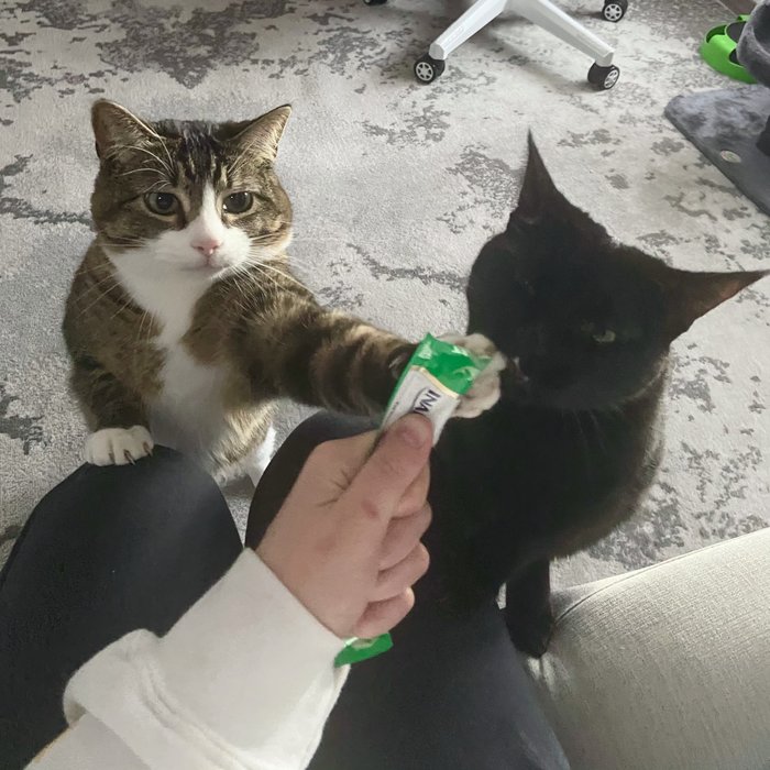 Хватит, теперь моя очередь Кот, Хватит