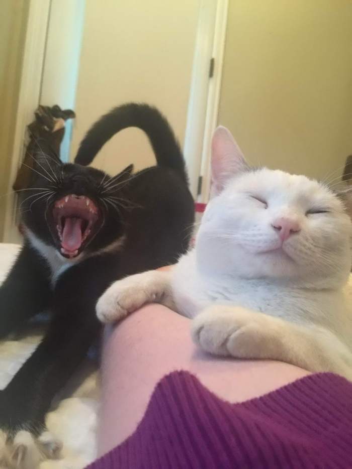 Потягушки Кот, Потягушки