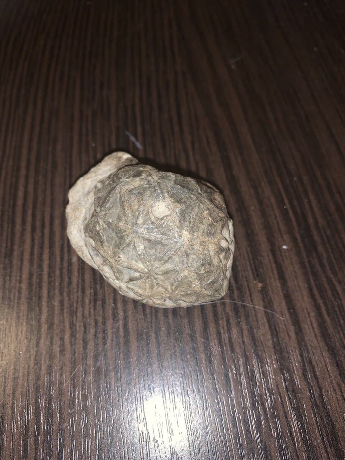 Знатоки по доисторическим растения тут есть? Геология, Камень, Без рейтинга, Длиннопост, Окаменелости