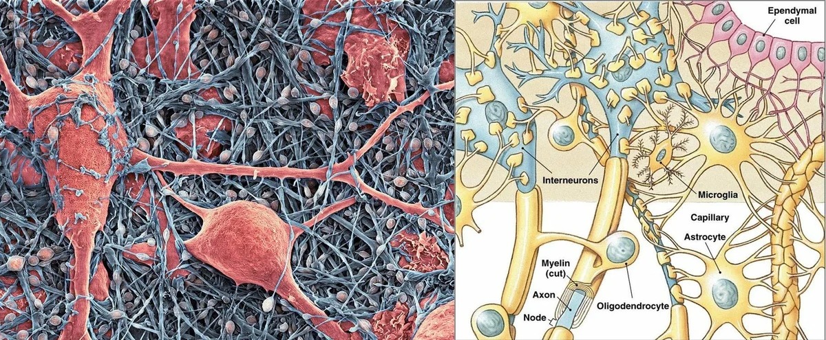 Клетки головного мозга расположение клеток Свинки, обезьянка и Neurolink Илона Маска Пикабу