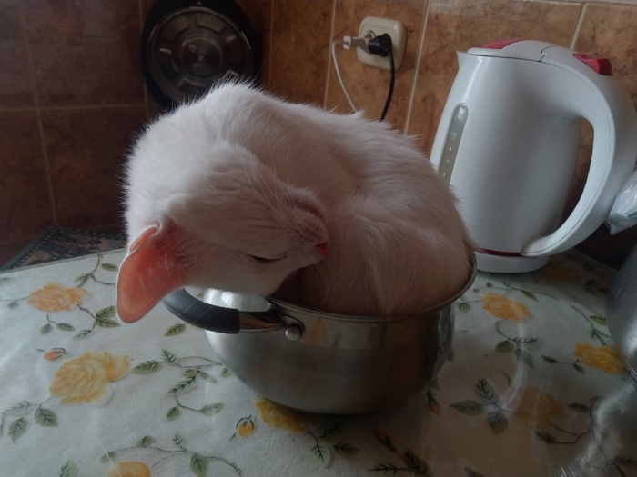 суп с котом блин. 1612760107113328171. суп с котом блин фото. суп с котом блин-1612760107113328171. картинка суп с котом блин. картинка 1612760107113328171. Существует даже не одна версия происхождения. Причём дело касается не просто смешной рифмы. Одна из главных версий происхождения фразы совершенно не смешная. Во время осады городов врагами, местные жители часто умирали от голода. В пищу потреблялись все домашние животные: коровы и козы, дающие молоко; и кони, служащие человеку для обработки почвы и передвижения; и даже такие домашние животные, как собаки и даже кошки. Причём, кошки и коты съедались в последнюю очередь. Именно от безысходности, на вопрос «что съесть потом?» был один ответ — «суп с котом». Возможно, в результате таких грустных событий и появилась эта безобидная фраза, знакомая всем.