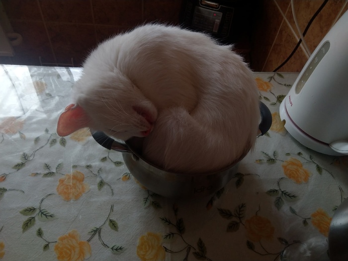 суп с котом блин. 1612760109121010089. суп с котом блин фото. суп с котом блин-1612760109121010089. картинка суп с котом блин. картинка 1612760109121010089. Существует даже не одна версия происхождения. Причём дело касается не просто смешной рифмы. Одна из главных версий происхождения фразы совершенно не смешная. Во время осады городов врагами, местные жители часто умирали от голода. В пищу потреблялись все домашние животные: коровы и козы, дающие молоко; и кони, служащие человеку для обработки почвы и передвижения; и даже такие домашние животные, как собаки и даже кошки. Причём, кошки и коты съедались в последнюю очередь. Именно от безысходности, на вопрос «что съесть потом?» был один ответ — «суп с котом». Возможно, в результате таких грустных событий и появилась эта безобидная фраза, знакомая всем.
