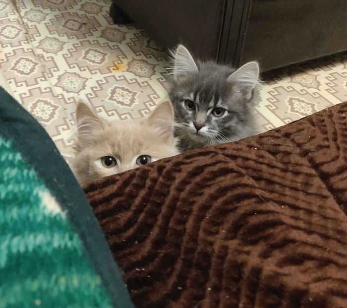 � ��� ������ ����