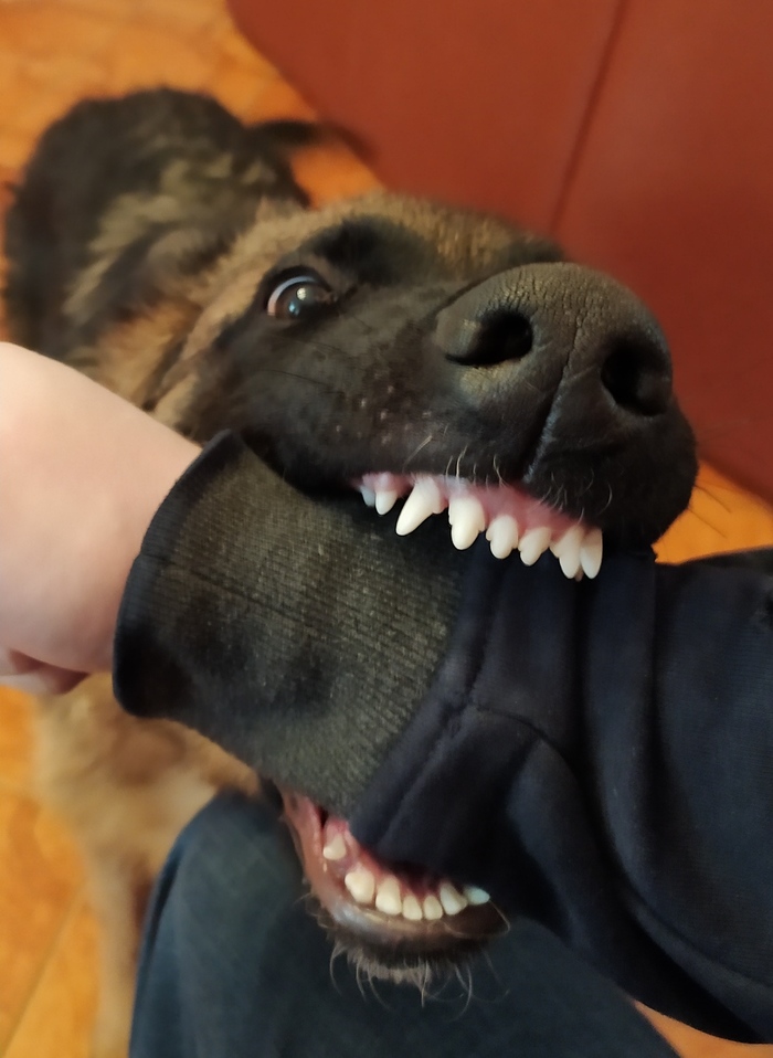 Вот вам Кусь!