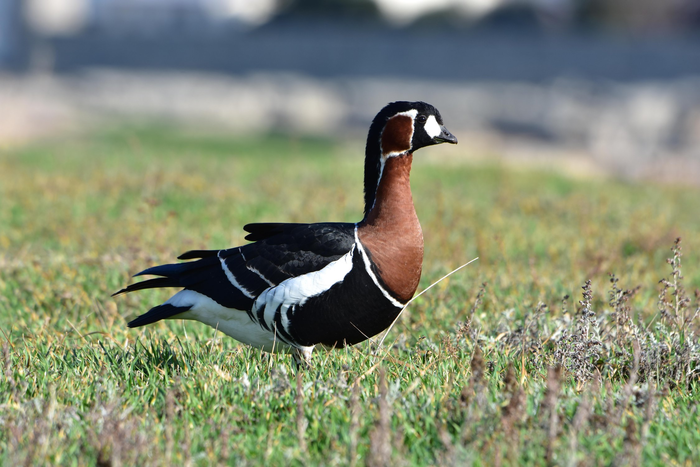 � ������� �������