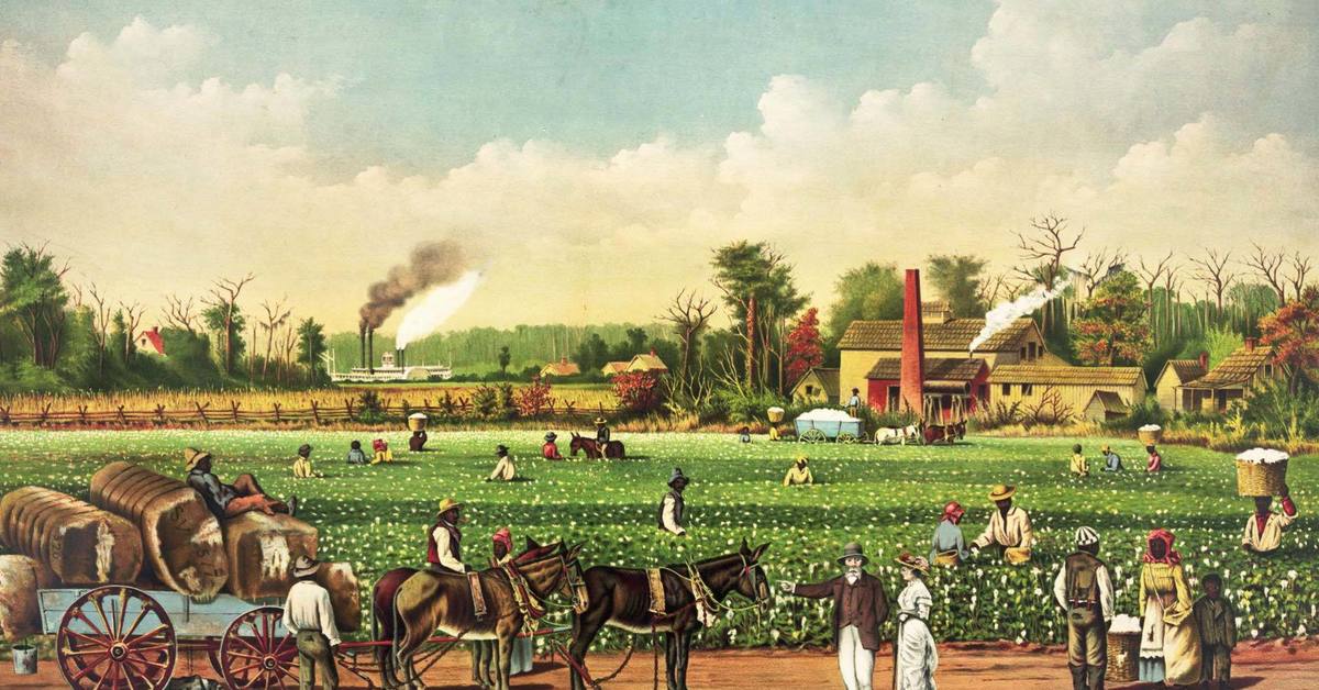 In northern india they harvest their. Хлопковая плантация США 19 век. Плантаторы в США 19 век. Плантаторы Юга США. Сельское хозяйство США 19 век.