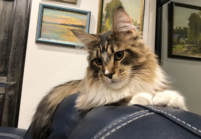 ������� �������� ����