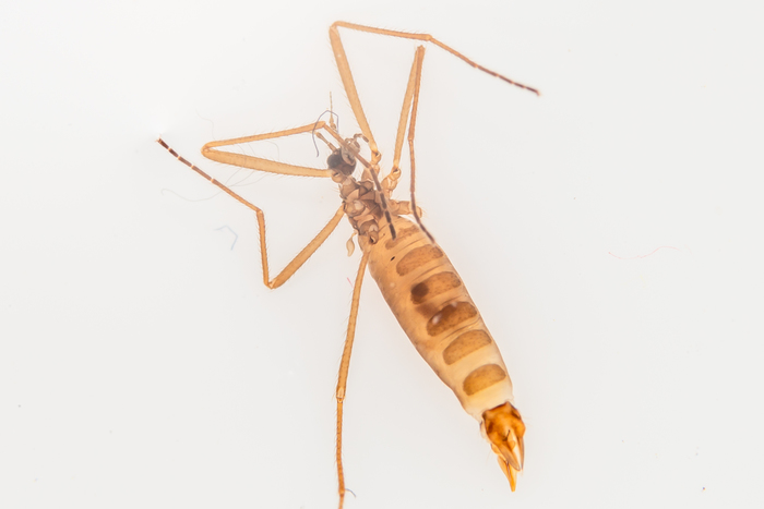 1613323606119053723 Как отправить снег по почте