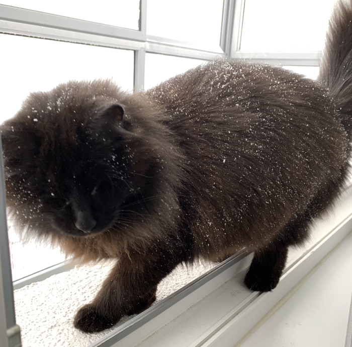 ��� ��������� ���������� ����