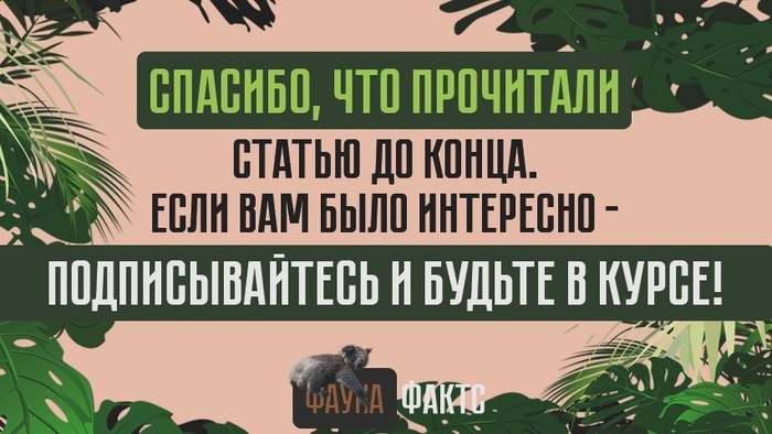 что такое тануки в еде. картинка что такое тануки в еде. что такое тануки в еде фото. что такое тануки в еде видео. что такое тануки в еде смотреть картинку онлайн. смотреть картинку что такое тануки в еде.