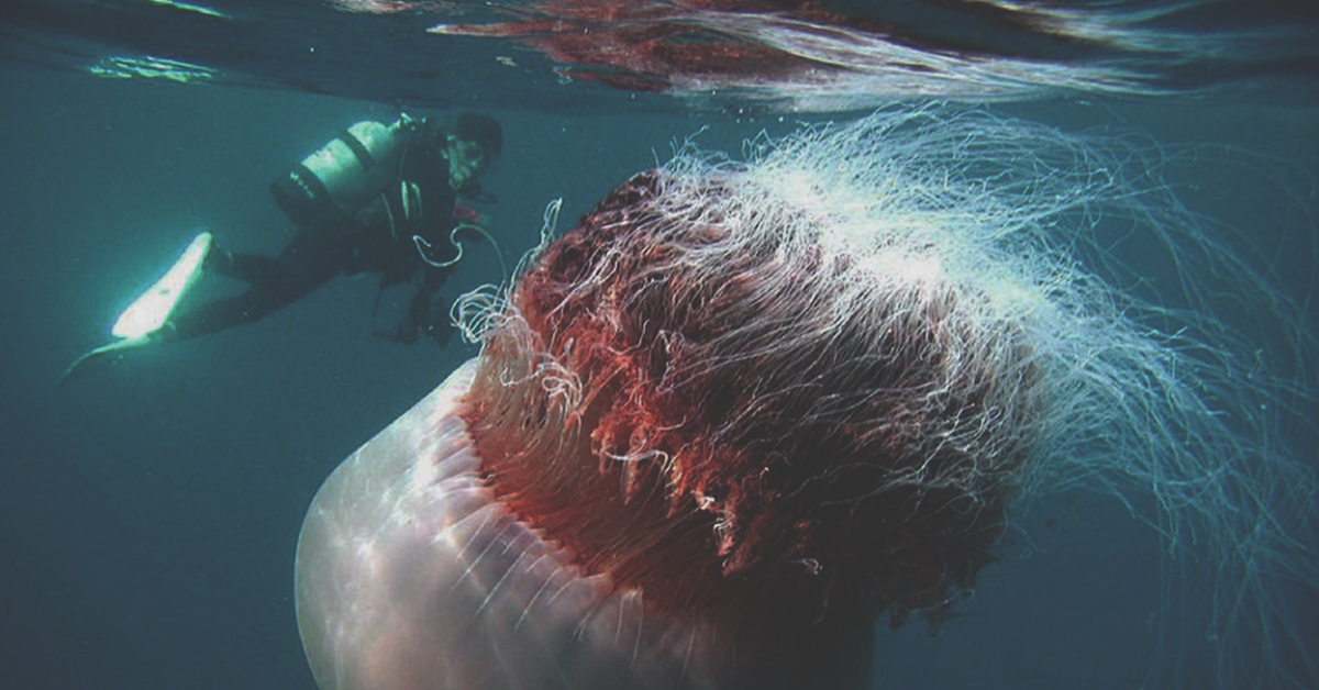 Медуза цианея фото по сравнению с человеком