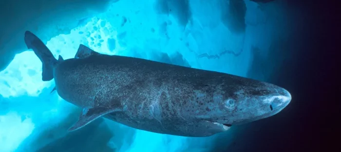 Гренландская акула: Она охотится с помощью рачков на своих глазах, а готова к размножению только в 150 лет Книга животных, Яндекс Дзен, Длиннопост, Акула, Видео