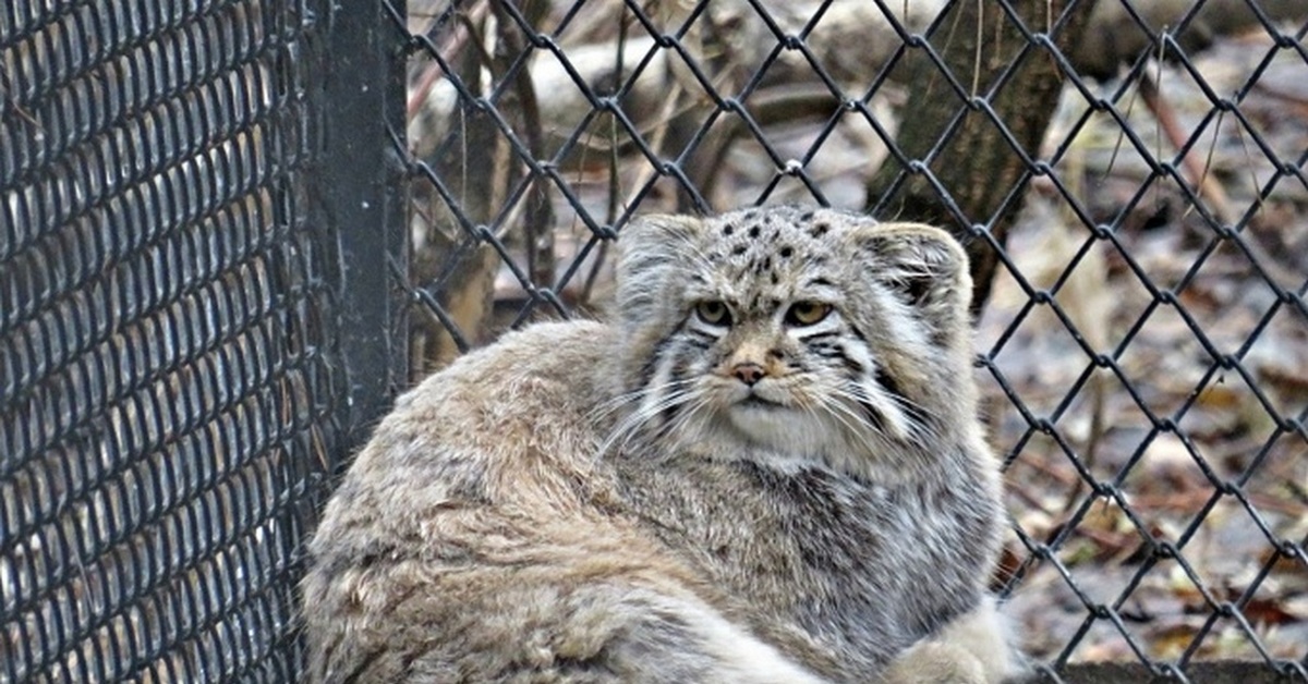 Кошки в зоопарке. Манул Новосибирский зоопарк. Кот Манул в зоопарке Новосибирска. Манул Зеленогорск Новосибирский зоопарк. Манулы в Новосибирском зоопарке.