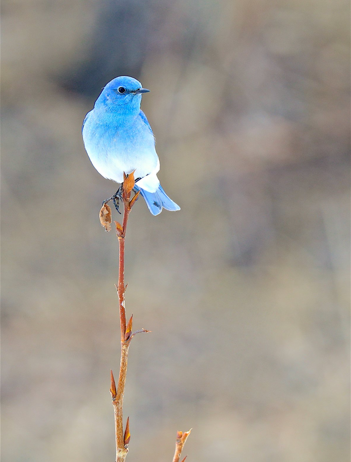 Голубая Сиалия (Mountain Bluebird)