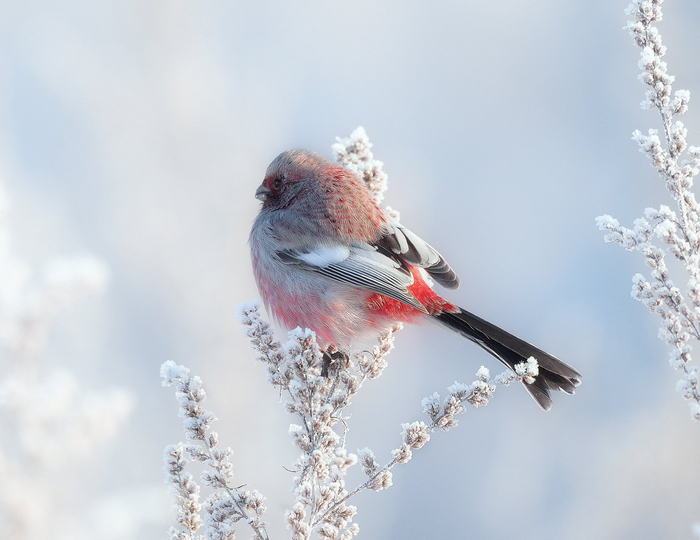 Сибирский красавец Птицы, Урагус, Певчие птицы, Семейство вьюрковых, The National Geographic, Фотография, Природа, Зима, Сибирь, Утро
