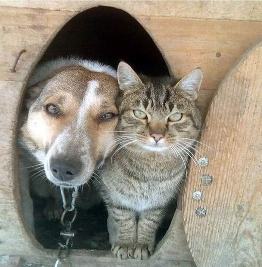 Современная история про Простоквашино