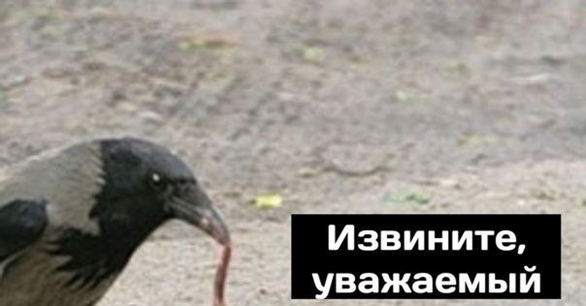 Бип-бип | Пикабу